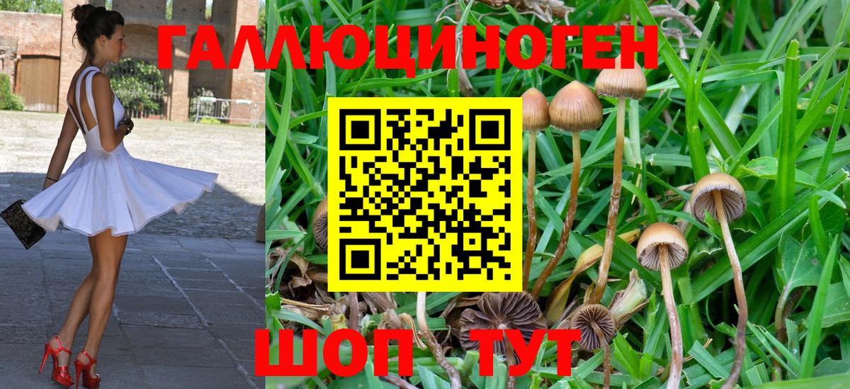 Галлюциногенные грибы Psilocybine cubensis  Вход с VPN  Назарово 